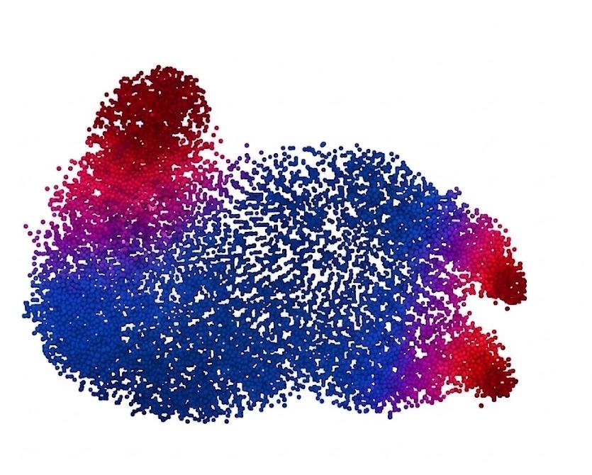 Spatial visualization of the learned heterogeneity field on Rabbit